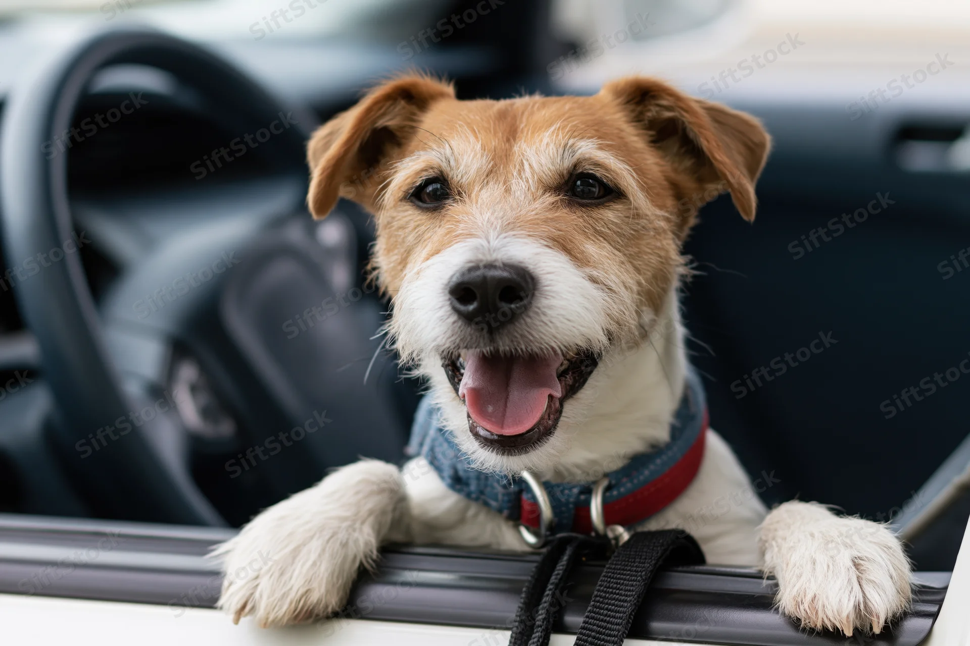 Jack russell terrier with paws on car window ledge, mouth open, inside vehicle
