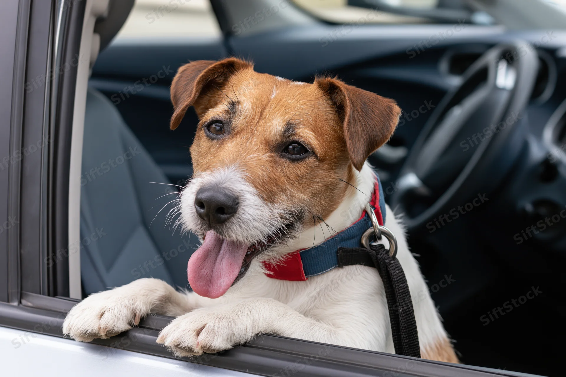 Jack russell terrier with tongue out and paws on car window ledge inside vehicle