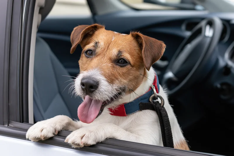 Jack russell terrier with tongue out and paws on car window ledge inside vehicle
