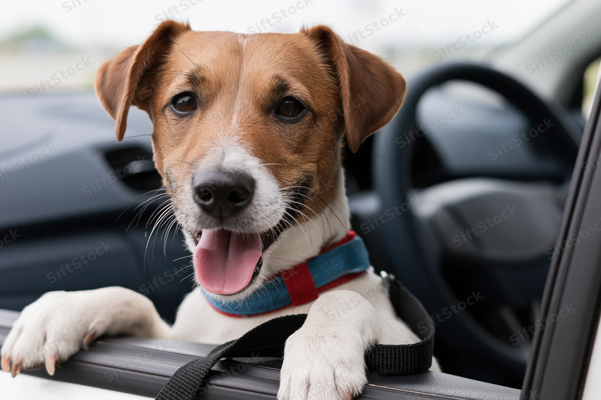 Jack russell terrier with paws on car window ledge, tongue out, inside vehicle