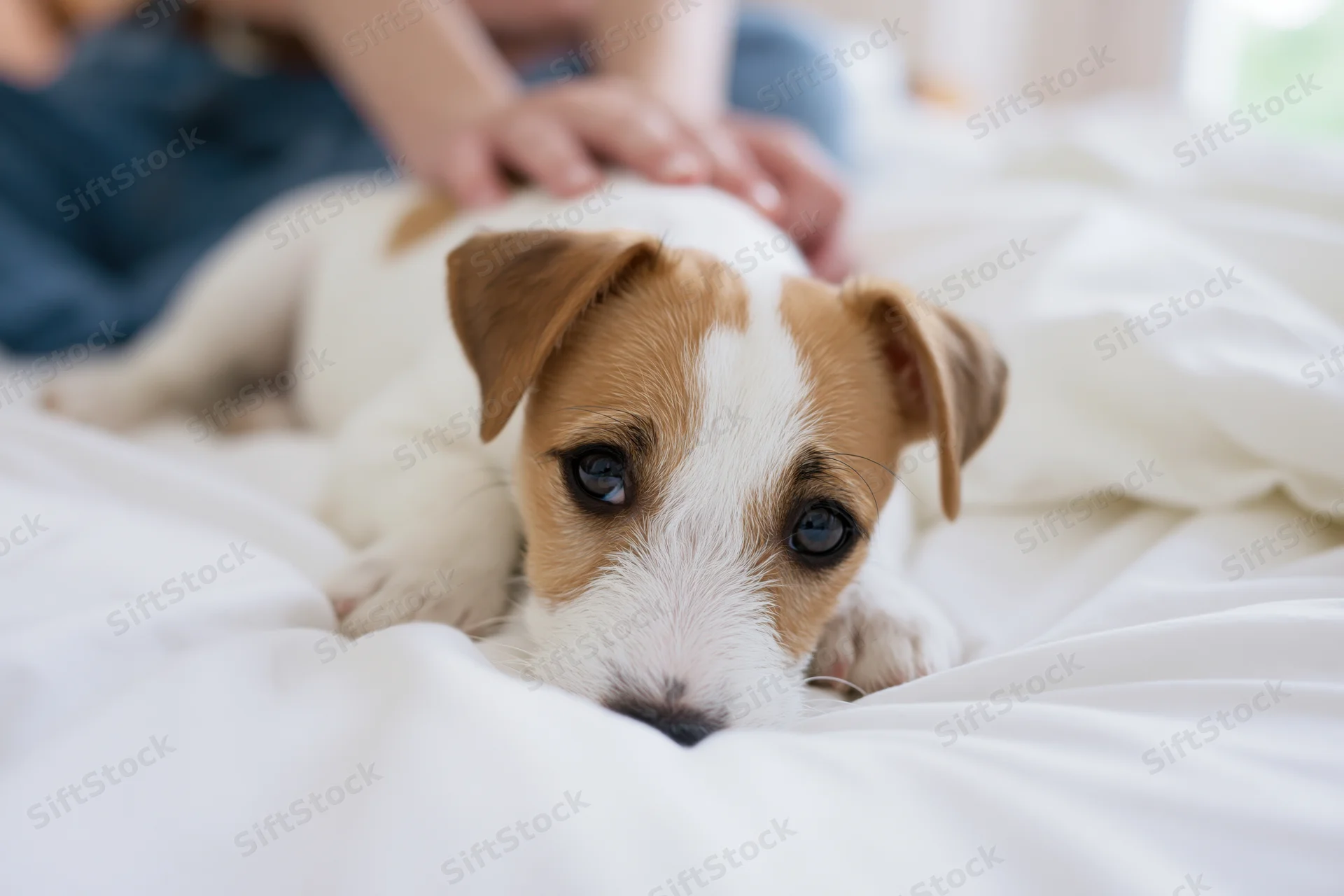 Jack russell terrier puppy lying chin-down on white bedding with human hand petting it