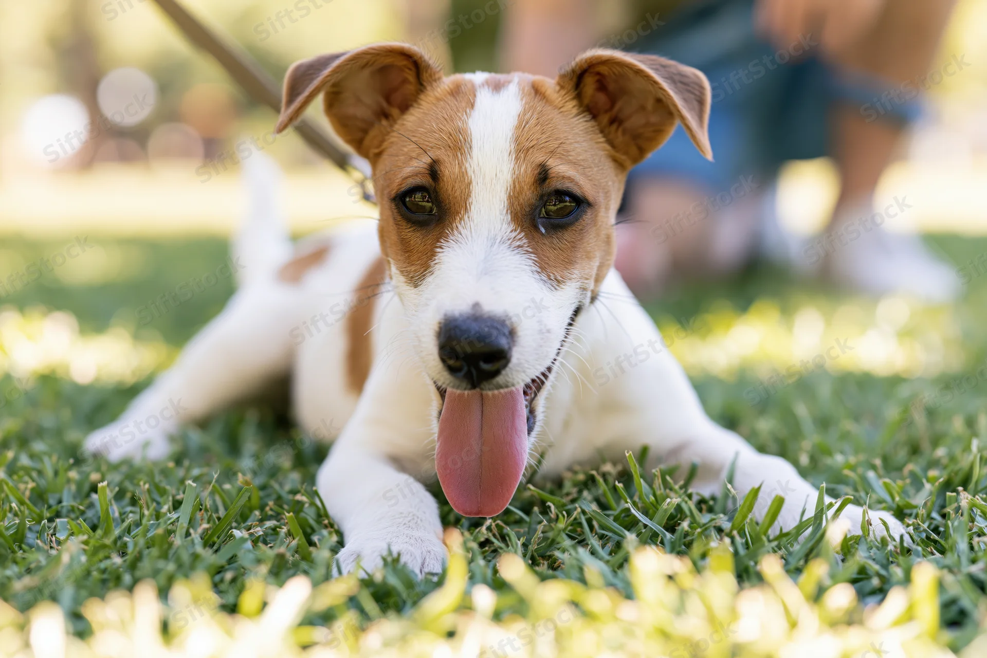 Jack russell terrier puppy lying on green grass with tongue out, outdoors in sunlight