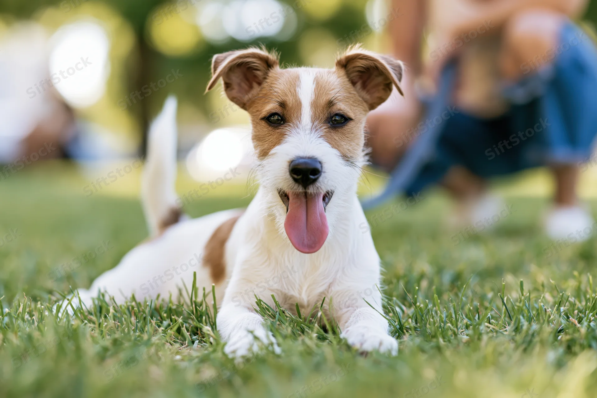 Jack russell terrier puppy lying on green grass with tongue out, outdoors in park setting