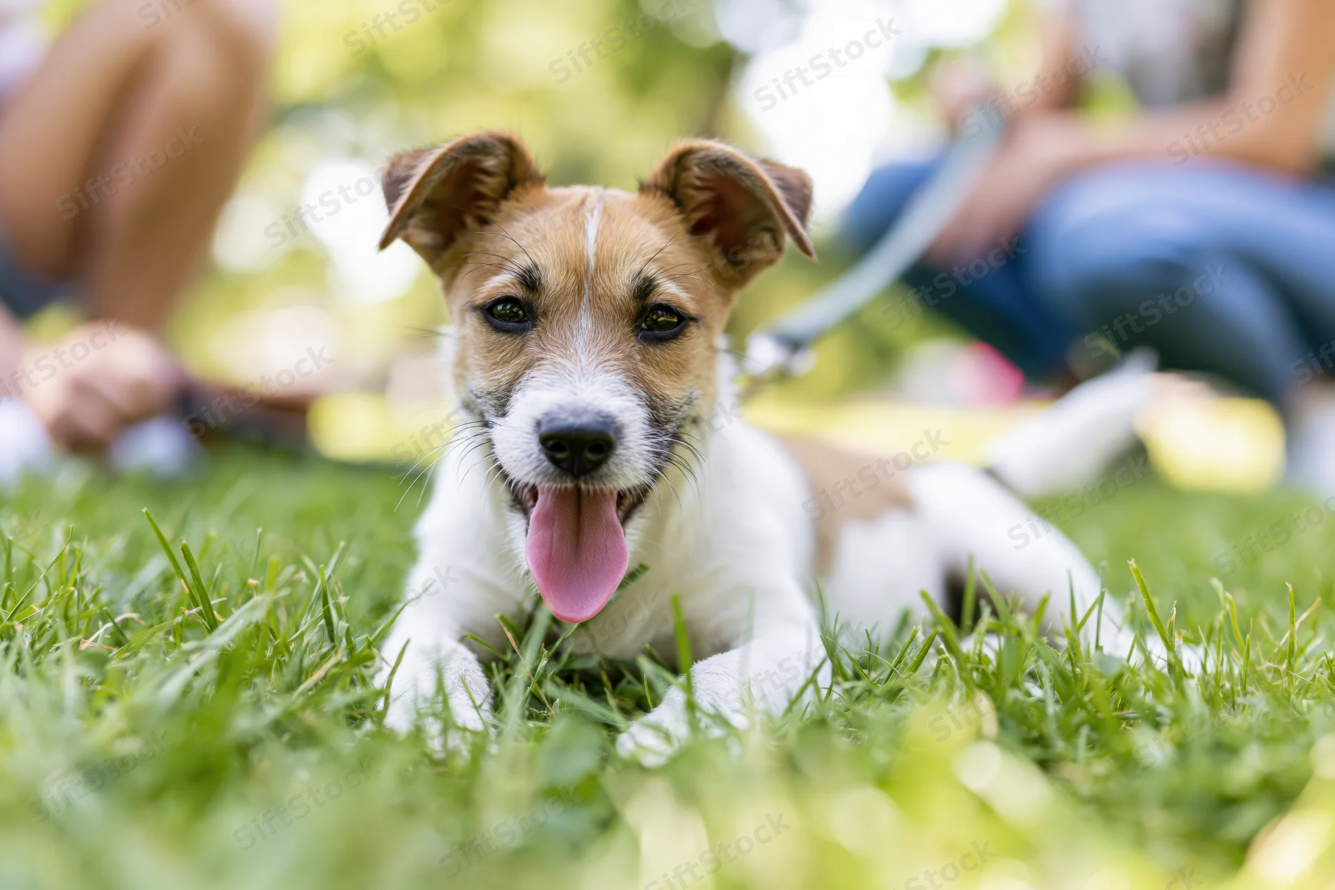 Jack russell terrier puppy lying on green grass with tongue out, outdoors in park setting