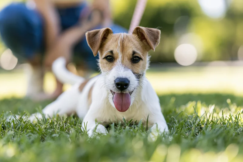 Jack russell terrier puppy lying on green grass with tongue out, owner blurred in background