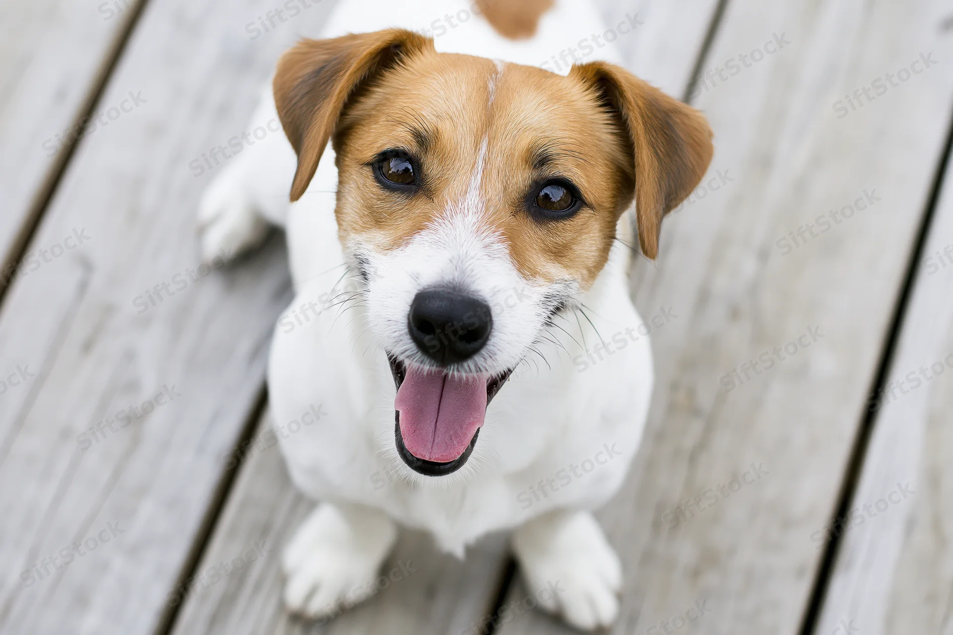 Jack russell terrier sitting on weathered wooden deck boards with tongue out
