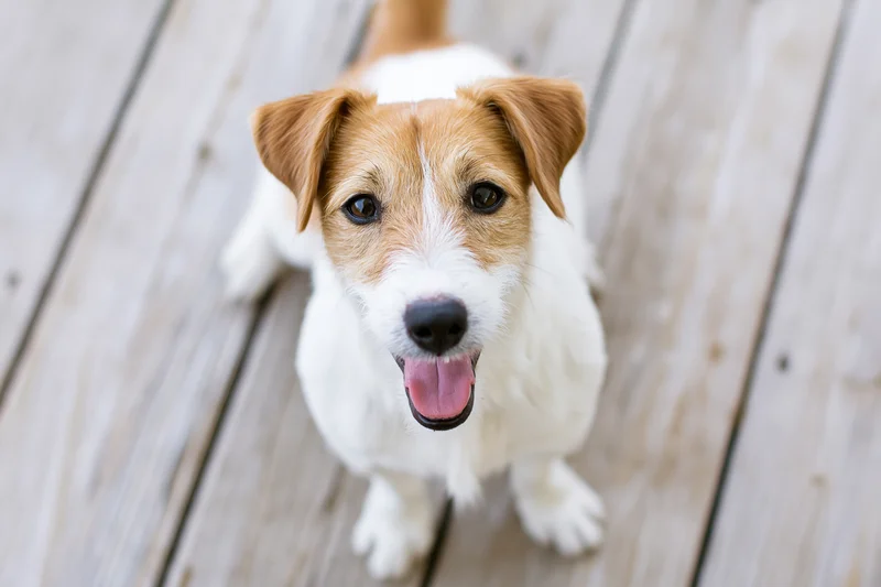 Jack russell terrier sitting on weathered wooden deck boards