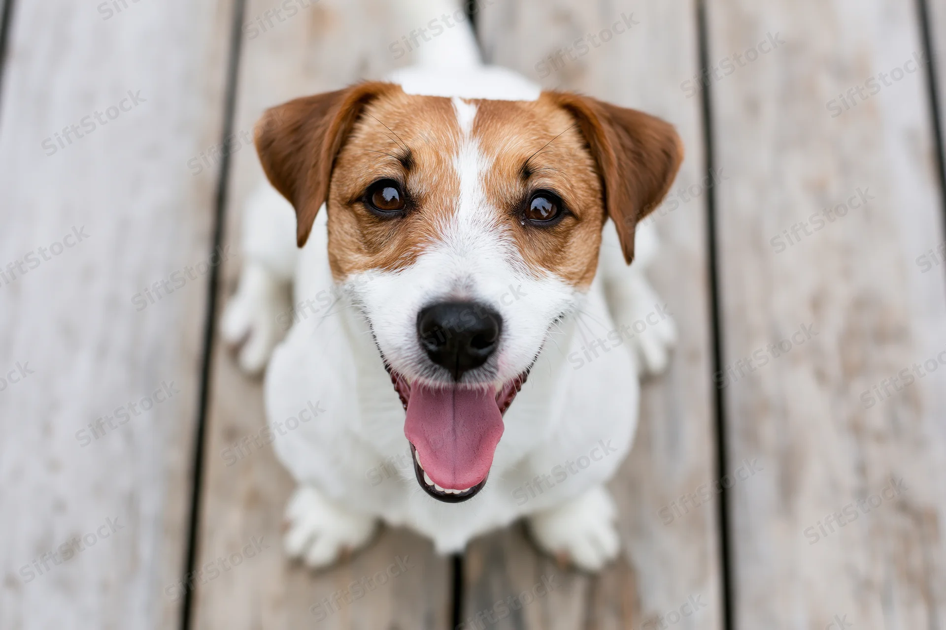 Jack russell terrier sitting on weathered wooden deck boards, looking up with tongue out