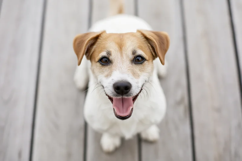 Jack russell terrier sitting on weathered wooden deck boards, looking up with tongue out