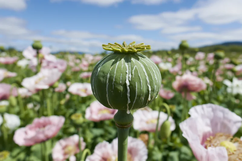 Green poppy seed pod with white latex droplets in a field of pink flowers under a blue sky