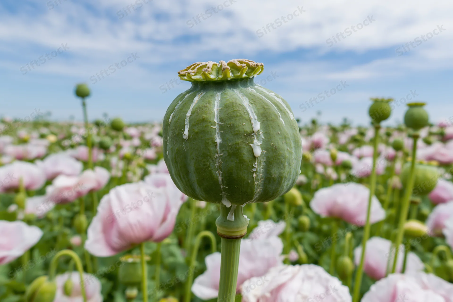 Green poppy seed pod with white latex resin droplets in a field of pink poppies under a blue sky