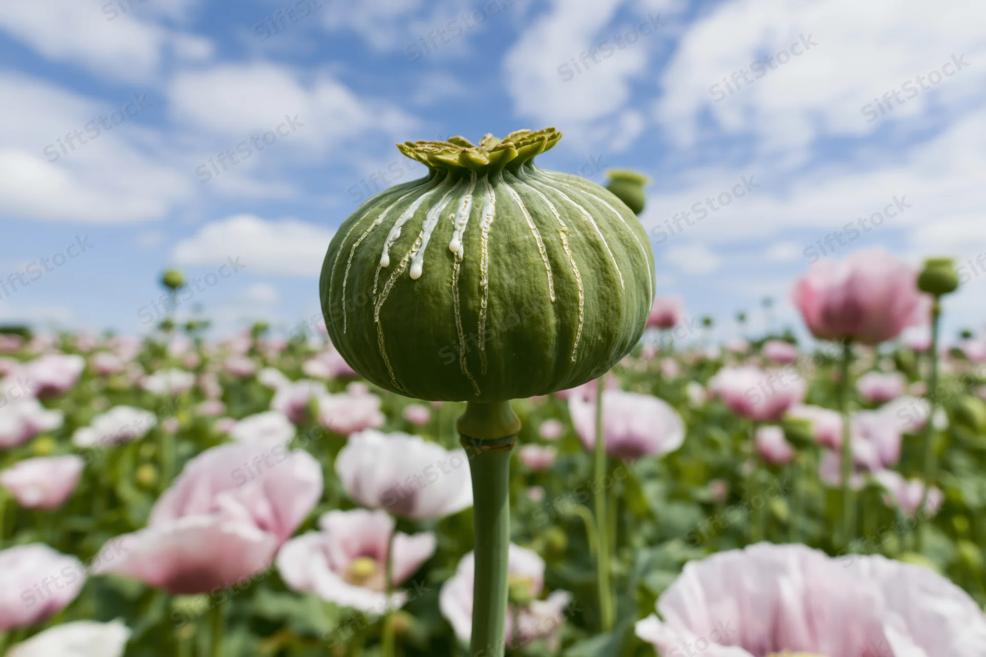 Green poppy seedpod with white latex resin droplets in a field of pink flowers under a blue sky