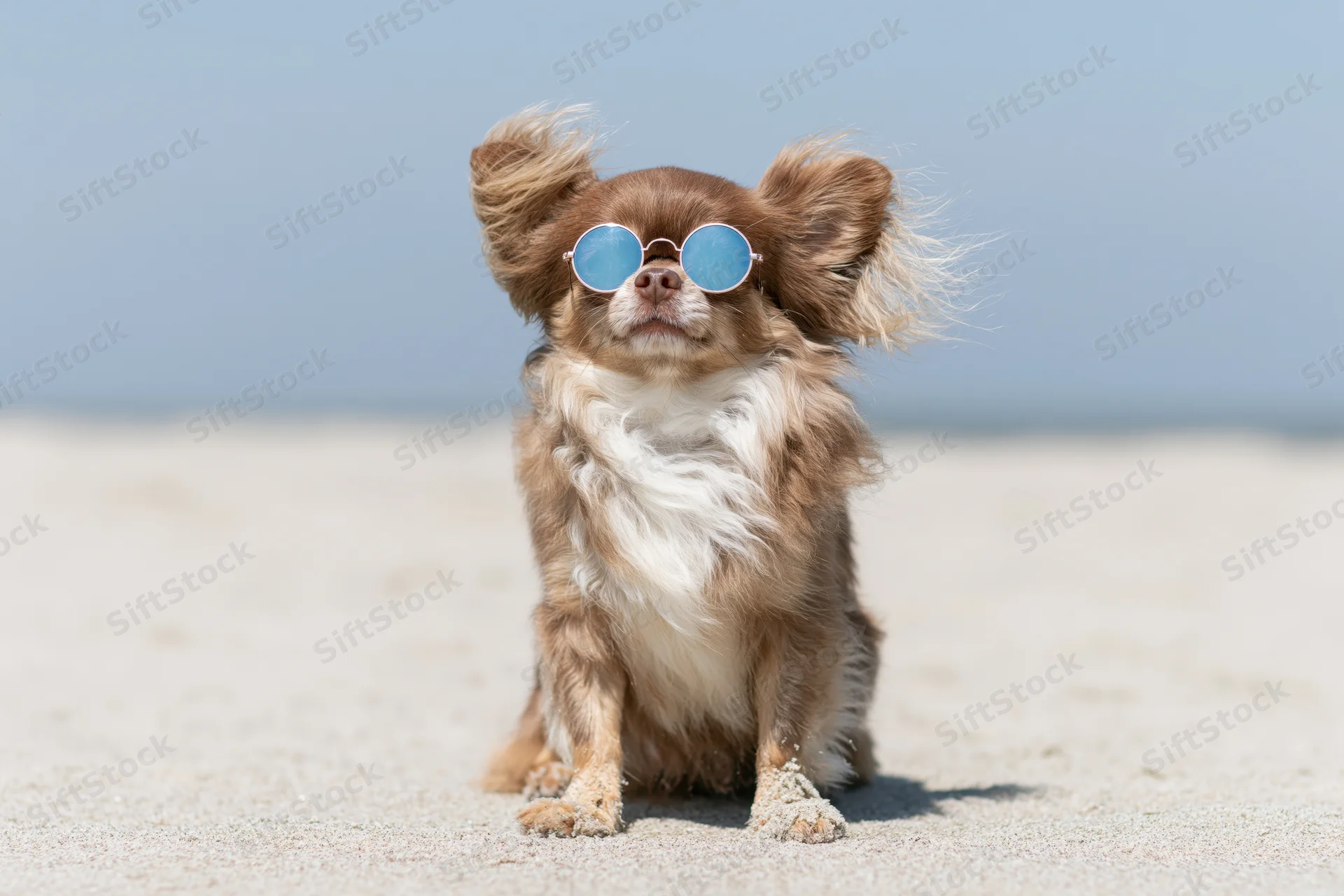 Long-haired chihuahua wearing sunglasses sitting on sandy beach in wind