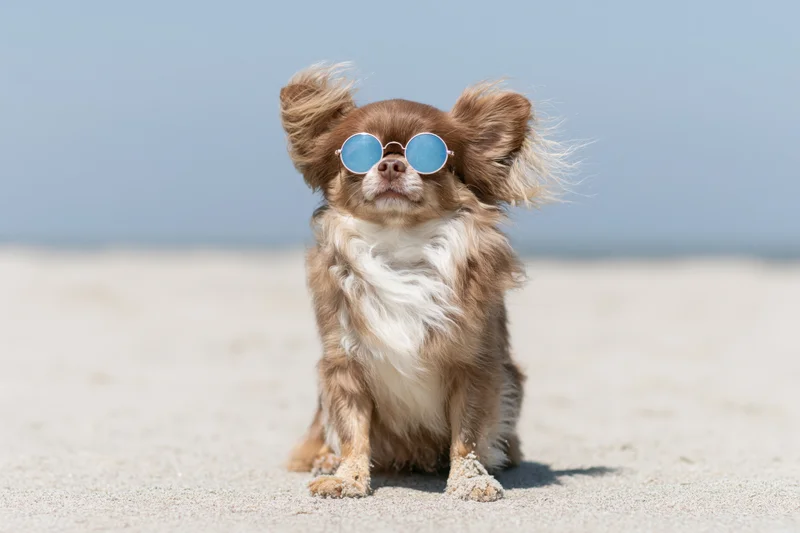 Long-haired chihuahua wearing sunglasses sitting on sandy beach in wind