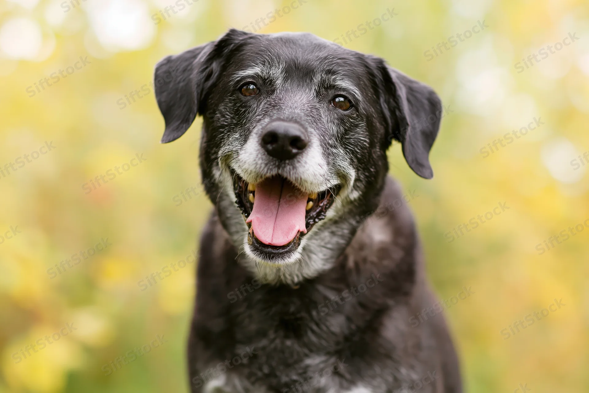 Senior mixedbreed dog panting with tongue out in autumn foliage outdoors