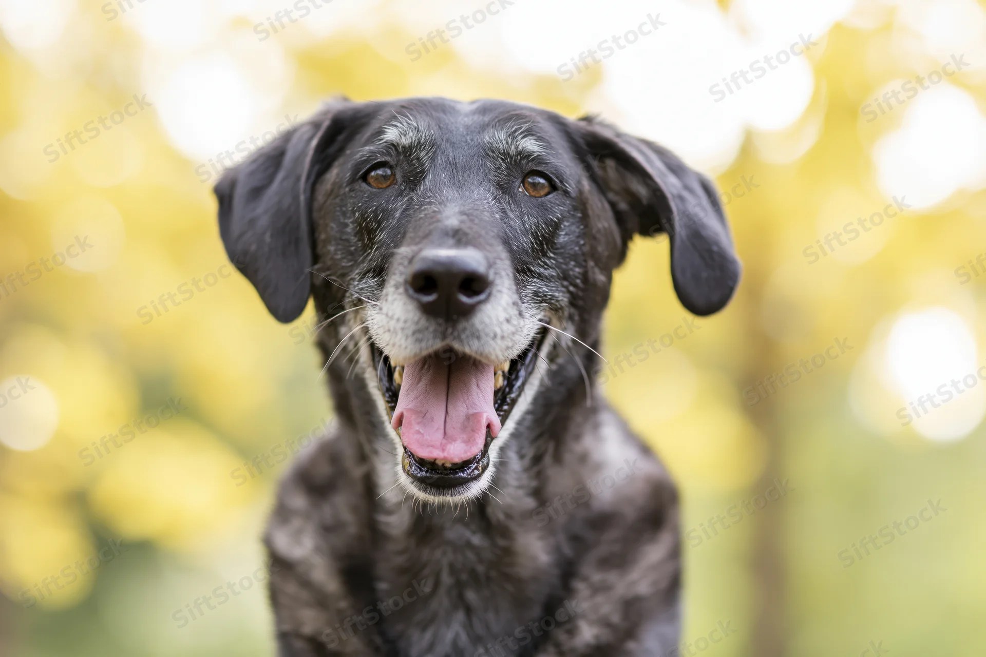 Grey and black mixed-breed dog smiling with tongue out in outdoor setting