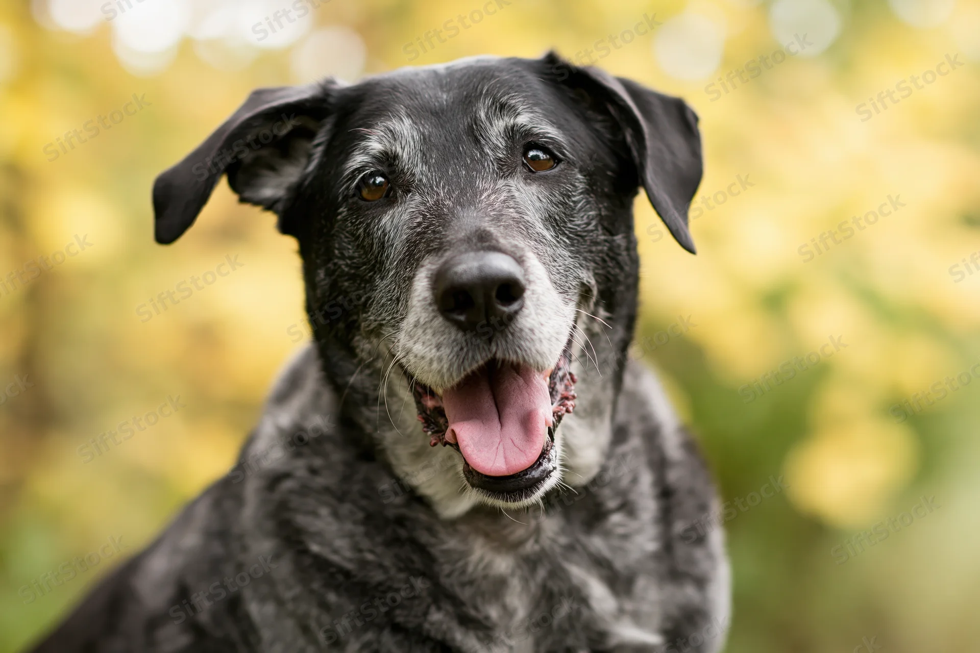 Senior mixed-breed dog with grey and black fur sitting outdoors in autumn foliage