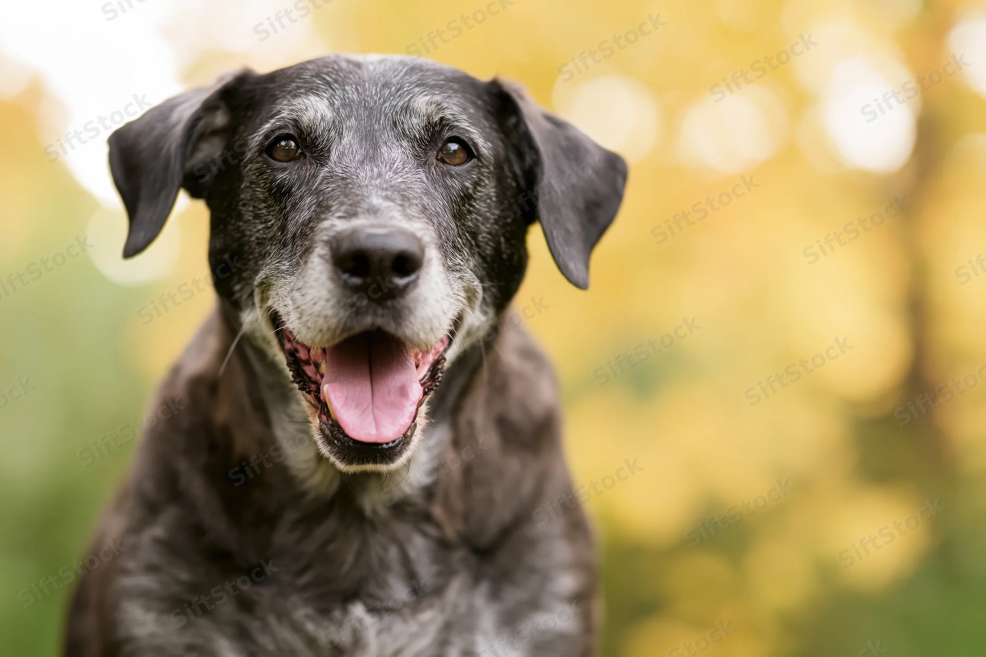 Senior mixed-breed dog panting with tongue out in an autumn park setting