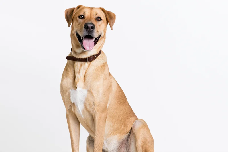 Mixed breed dog sitting upright with tongue out against white background
