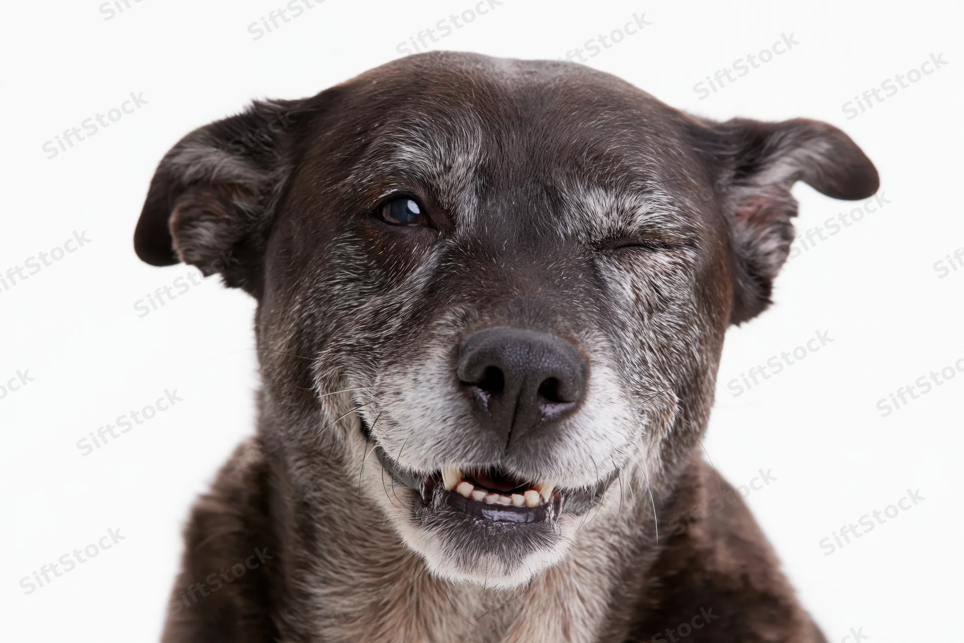 Senior mixed breed dog winking and smiling with teeth showing in studio portrait