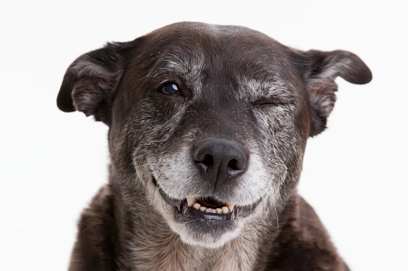 Senior mixed breed dog winking and smiling with teeth showing in studio portrait