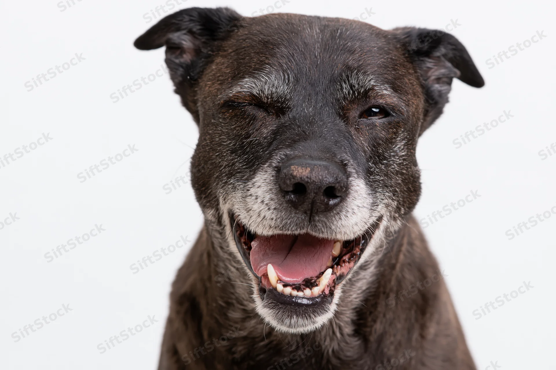 Smiling senior mixed breed dog with dark brown and grey fur winking in studio portrait