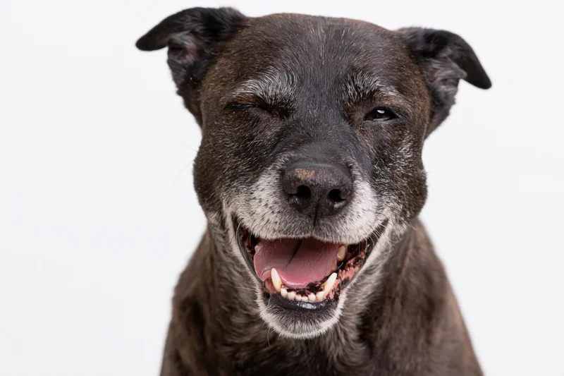 Smiling senior mixed breed dog with dark brown and grey fur winking in studio portrait