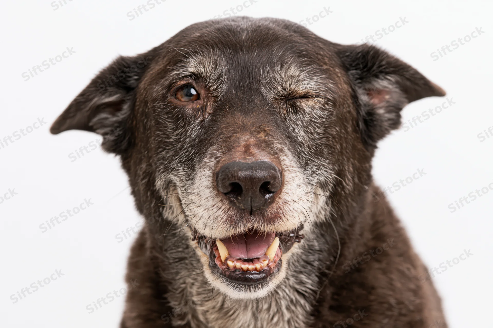 Senior mixed breed dog winking with open mouth and visible teeth against white background