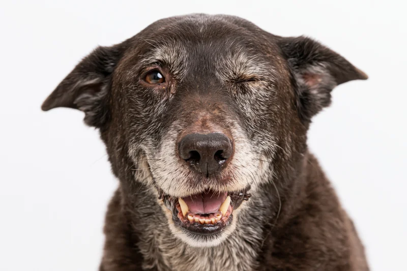 Senior mixed breed dog winking with open mouth and visible teeth against white background
