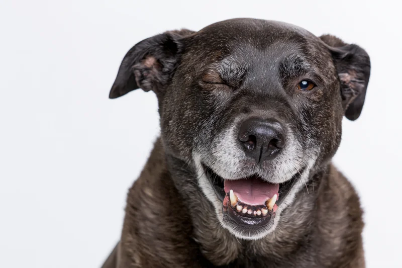 Smiling senior mixed breed dog with dark brown and grey fur in studio portrait