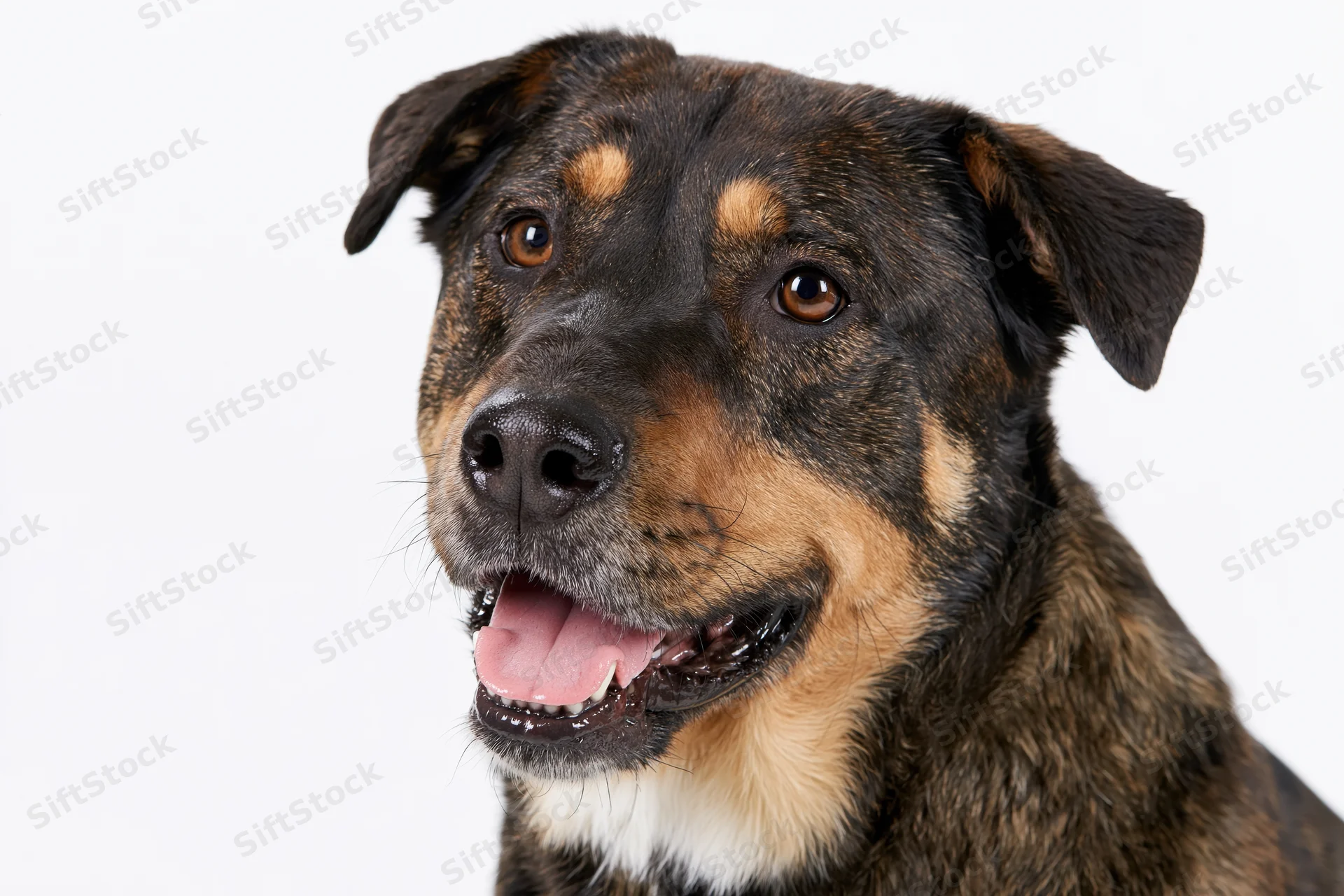 Closeup of a happy mixed-breed dog with brindle and tan fur against a white background