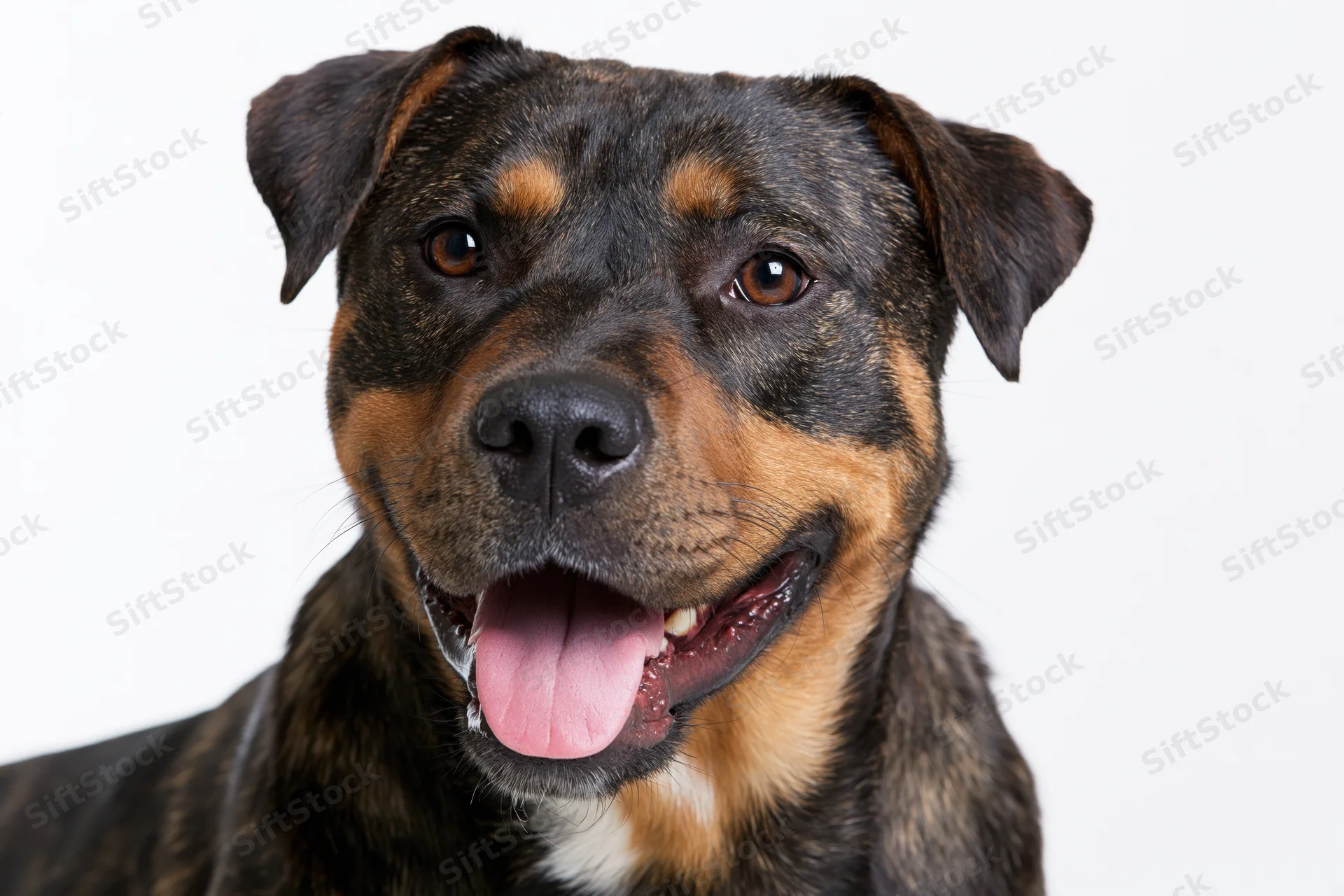 Closeup portrait of a happy mixed-breed dog with brindle and tan markings against a white background