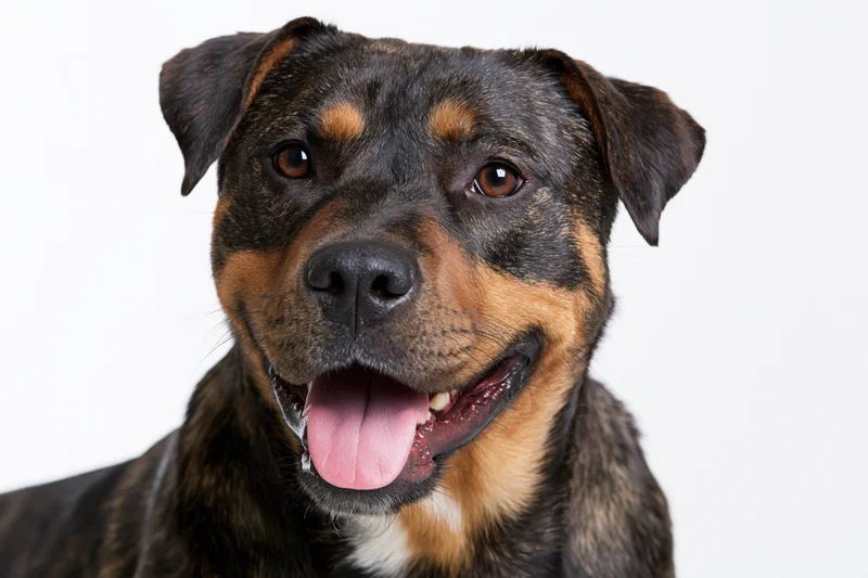 Closeup portrait of a happy mixed-breed dog with brindle and tan markings against a white background