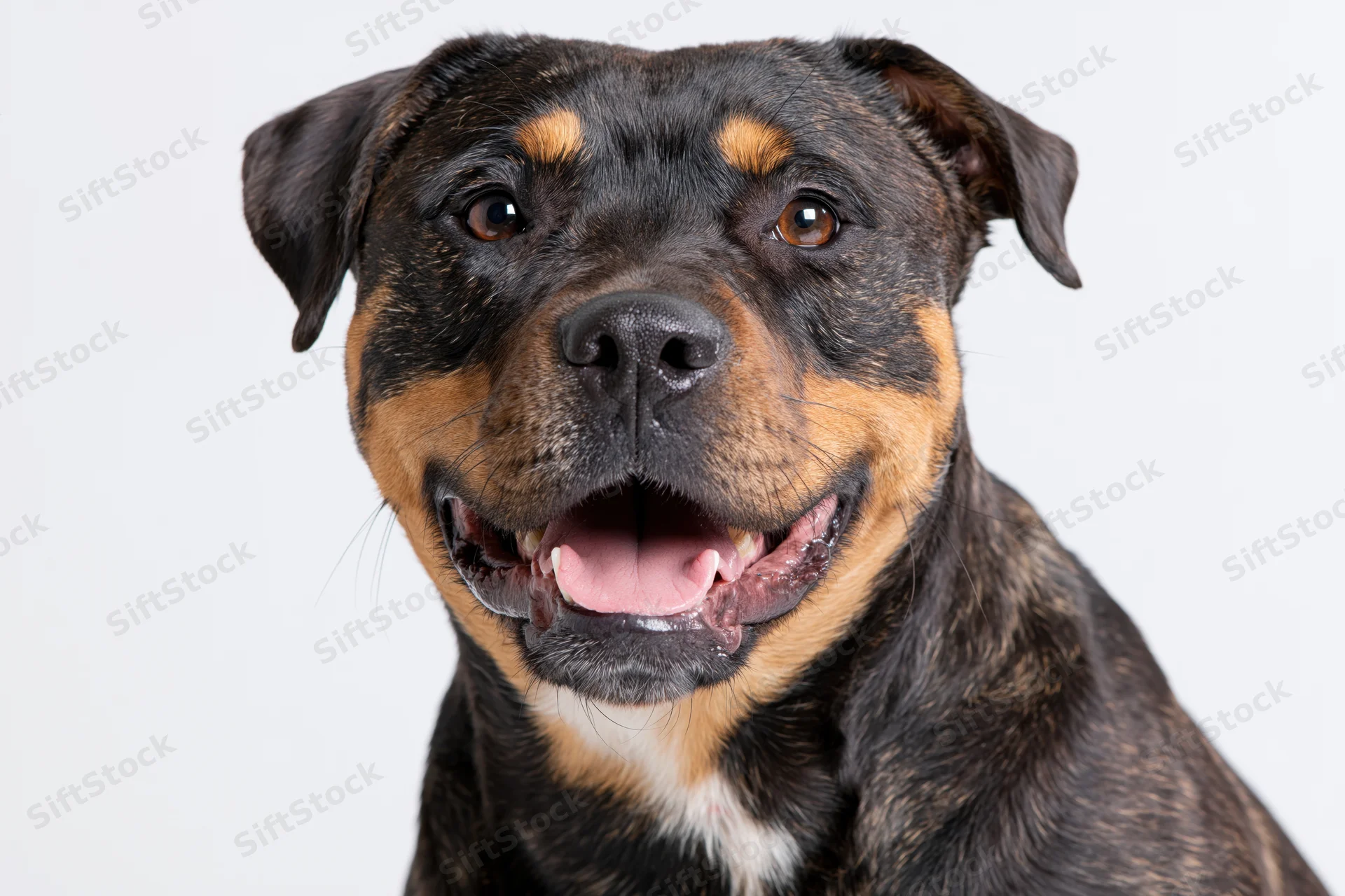 Closeup portrait of a happy mixed-breed dog with brindle and tan markings looking directly at camera against white background