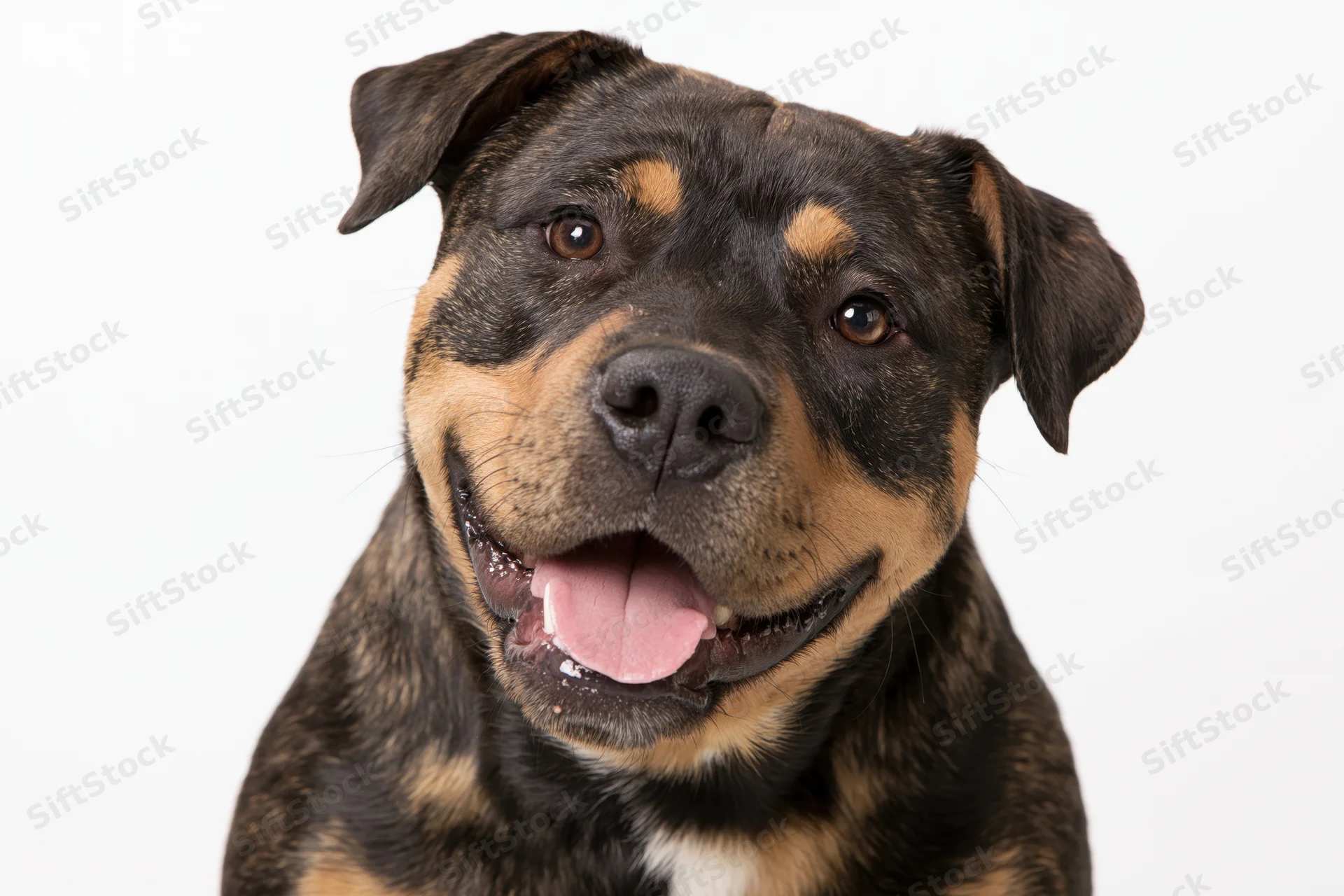 Closeup portrait of a happy mixed-breed dog with brindle and tan markings against a white background