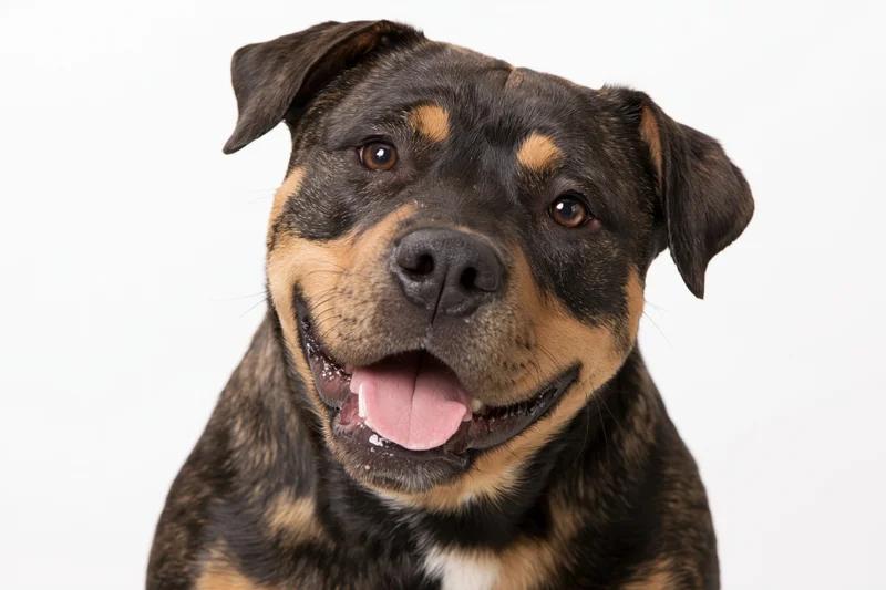 Closeup portrait of a happy mixed-breed dog with brindle and tan markings against a white background