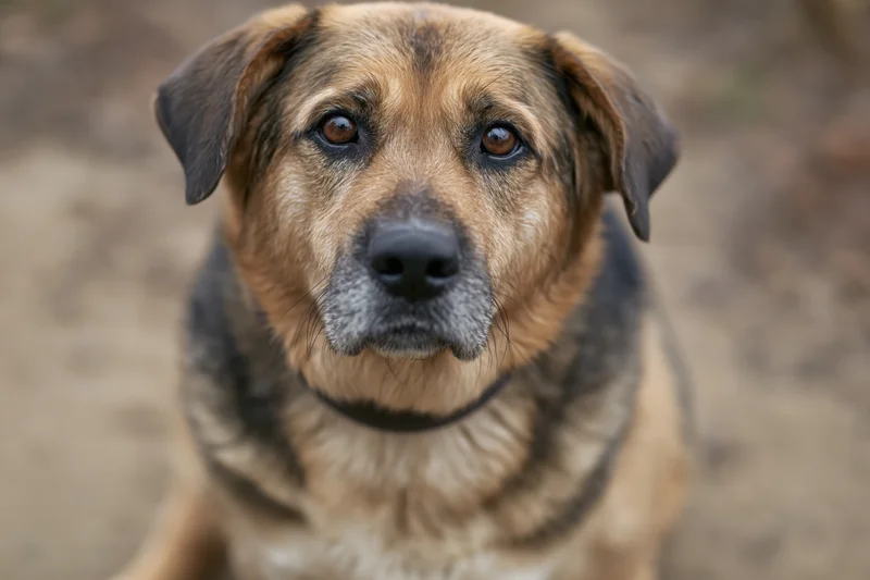 Mixed-breed dog looking directly at camera with tan and dark brown fur, outdoors on dirt ground