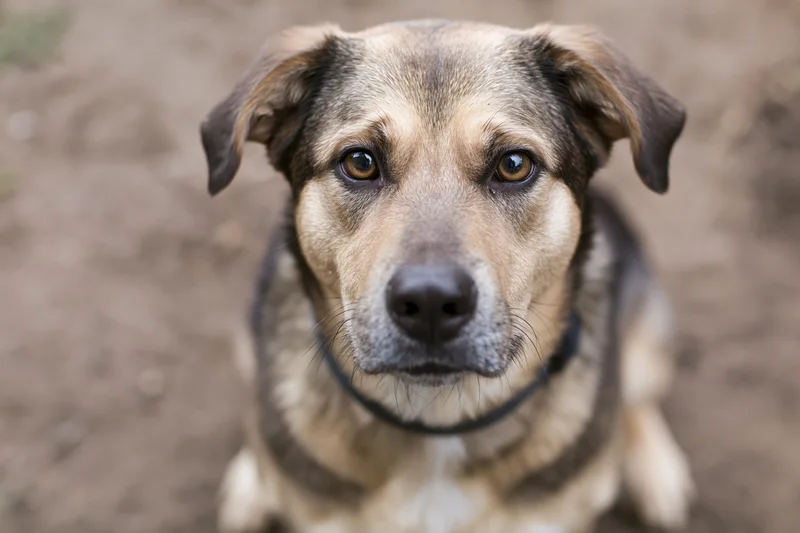 Mixed-breed dog with tan and dark brown fur looking directly at camera on dirt ground