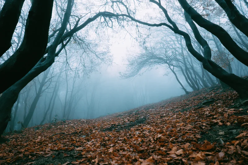 Misty autumn forest path covered in fallen leaves with gnarled bare trees arching overhead