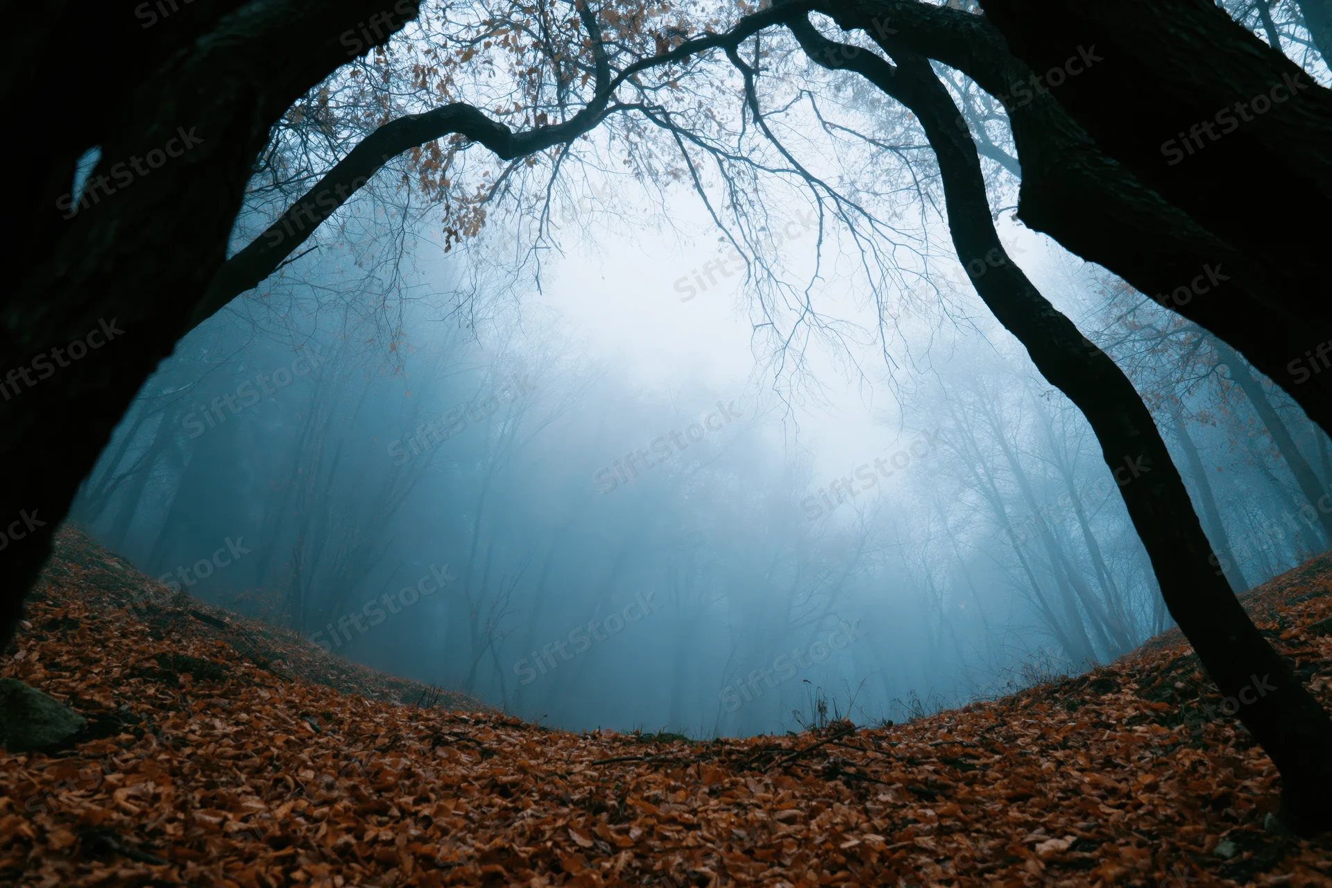 Low-angle view of misty autumn forest with gnarled bare trees arching overhead, ground covered in fallen brown leaves