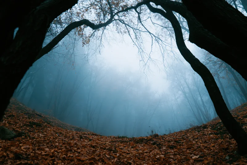 Low-angle view of misty autumn forest with gnarled bare trees arching overhead, ground covered in fallen brown leaves
