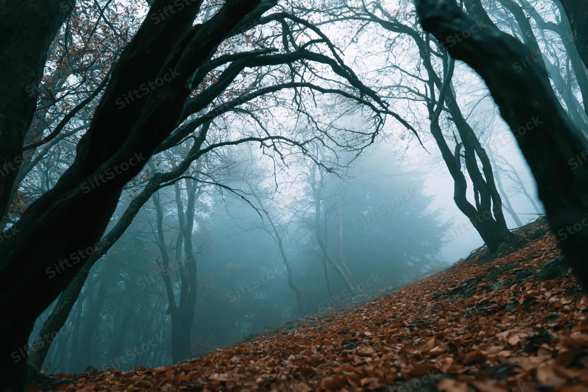 Misty autumn forest path lined with gnarled bare trees arching overhead