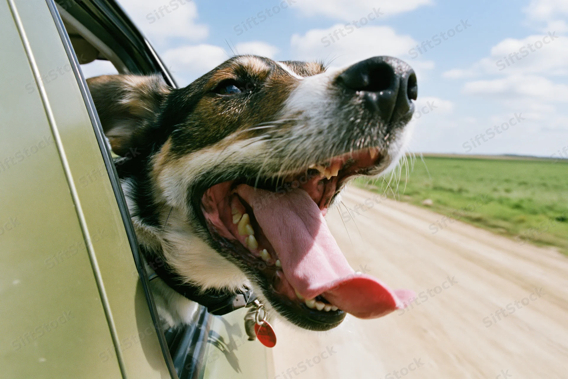 Mixedbreed dog with head out of car window tongue out on rural road