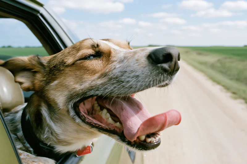 Mixedbreed dog with head out of car window tongue out on country road