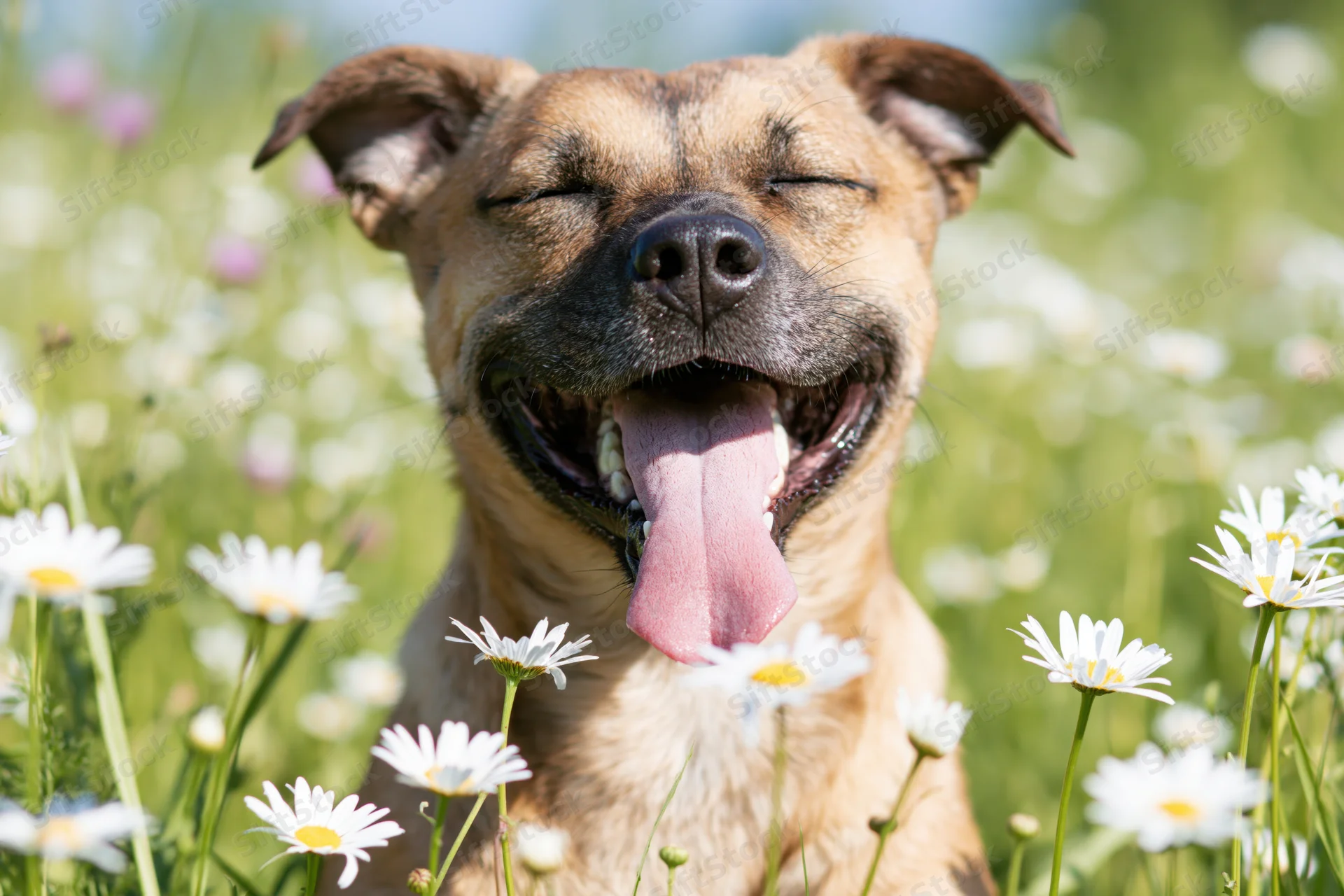 Mixedbreed dog with tongue out and eyes squinted in a daisy field
