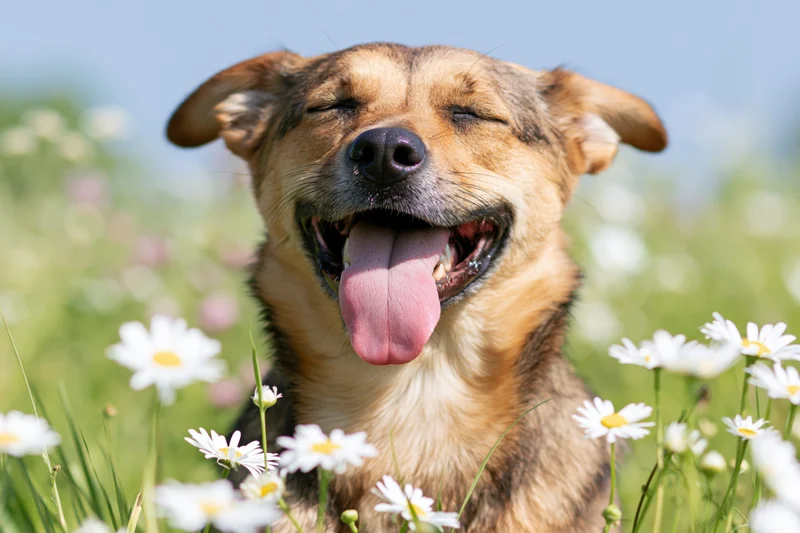 Mixedbreed dog with tongue out and squinted eyes in a daisy field