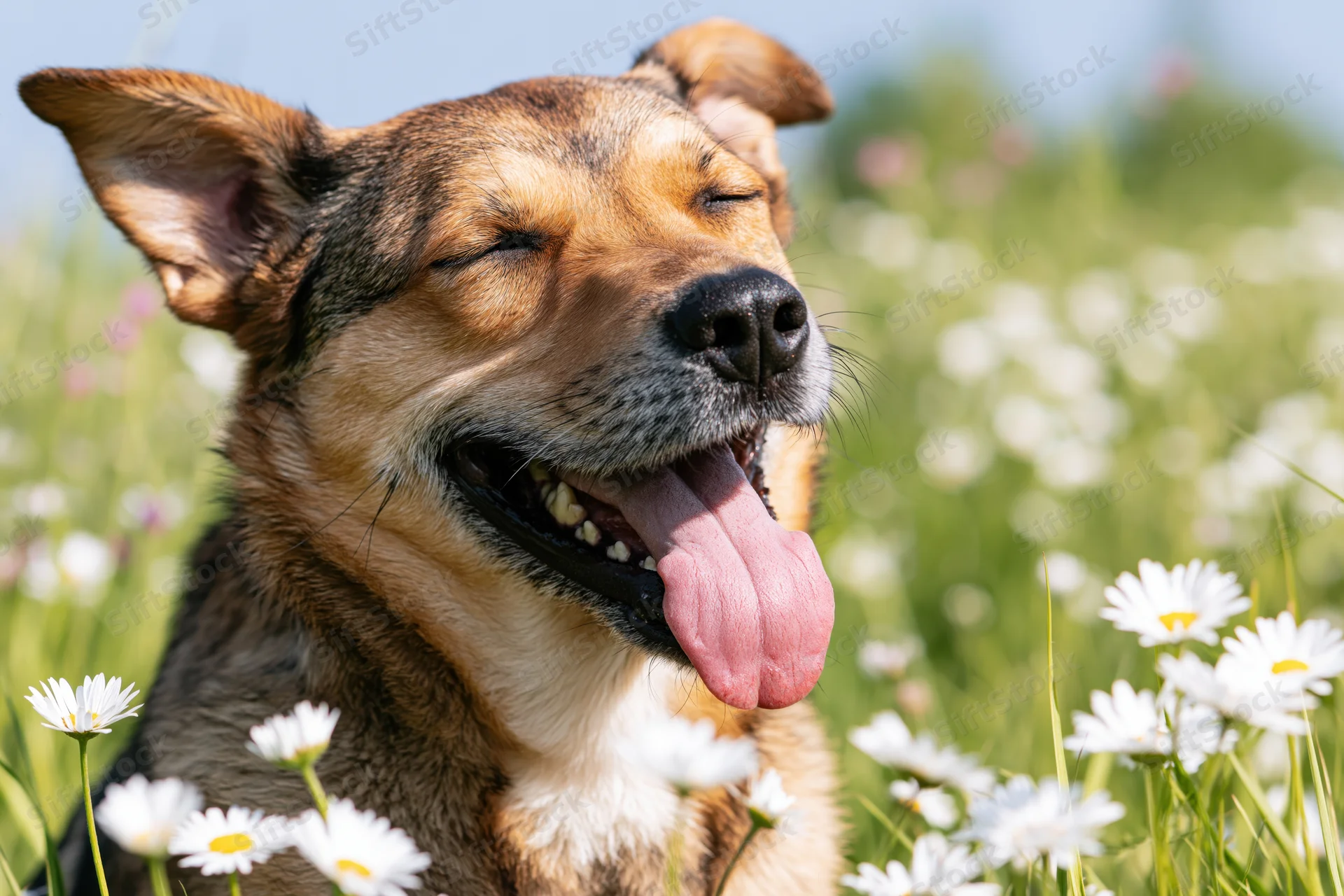 Mixedbreed dog with tongue out and eyes closed sitting in a daisy field