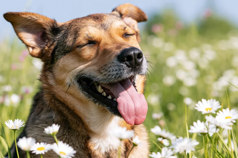 Mixedbreed dog with tongue out and eyes closed sitting in a daisy field