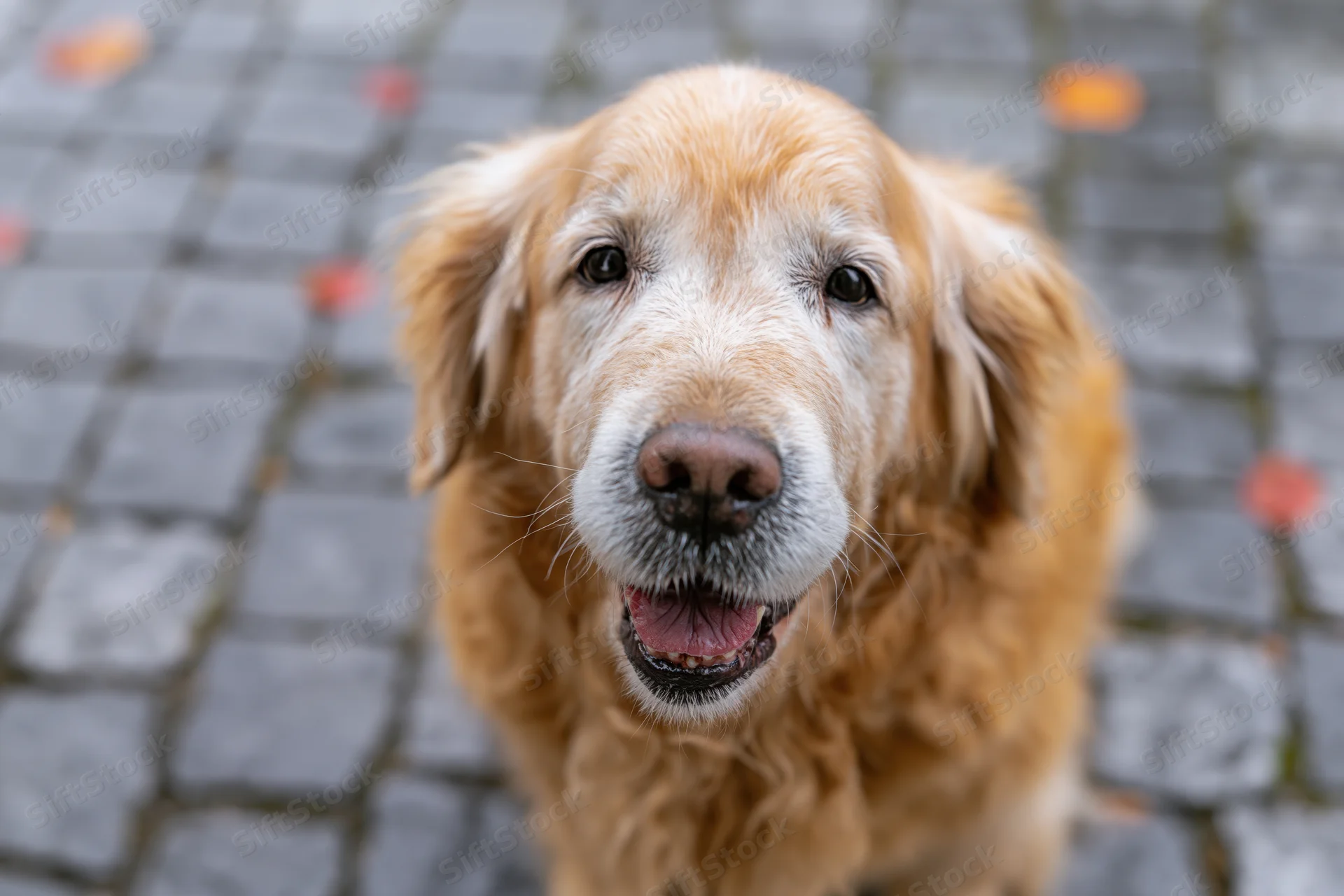 Senior golden retriever looking up with tongue out on wet cobblestone pavement