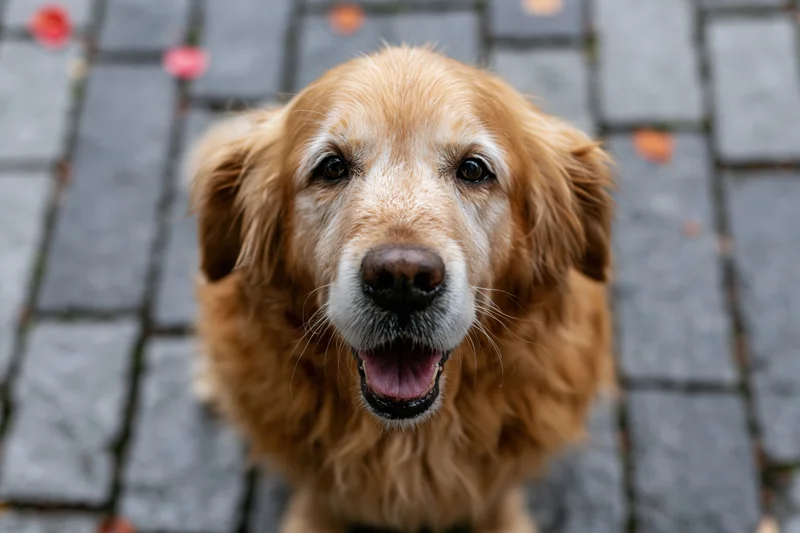 Senior golden retriever sitting on wet cobblestone pavement looking up with open mouth